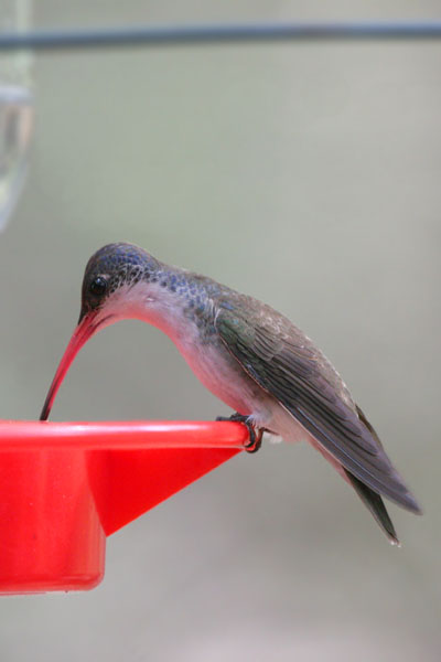 Violet-crowned Hummingbird 2006 Fraser Simpson