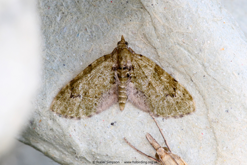 V-Pug (Chloroclystis v-ata) � Fraser Simpson
