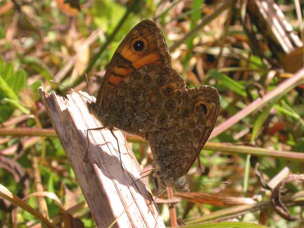 Pair of Walls in copula