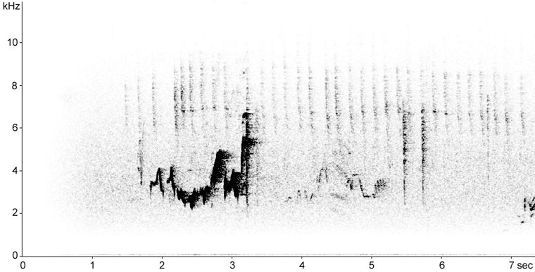 Sonogram of Warbling Vireo song