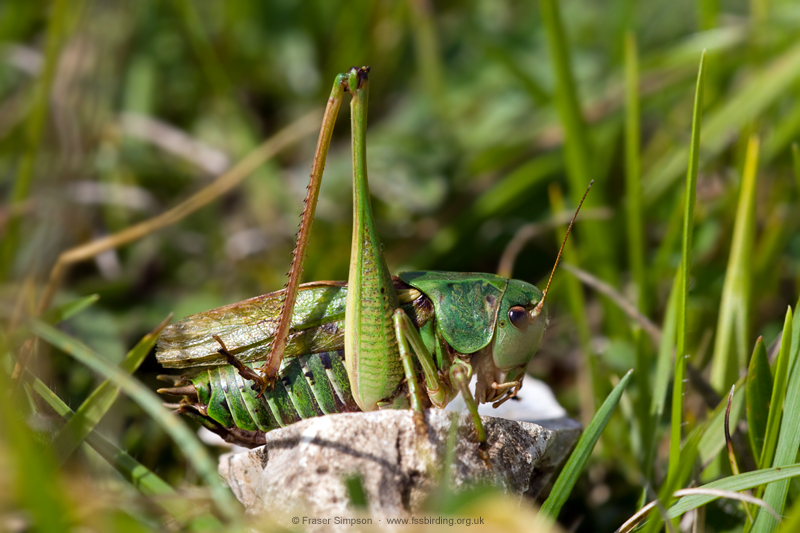 Common Wart-biter (Decticus verrucivorus) © Fraser Simpson