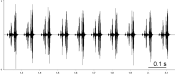 Oscillogram of Common Wart-biter stridulation