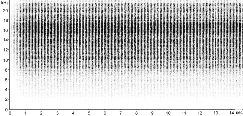 Sonogram of Common Wart-biter stridulation
