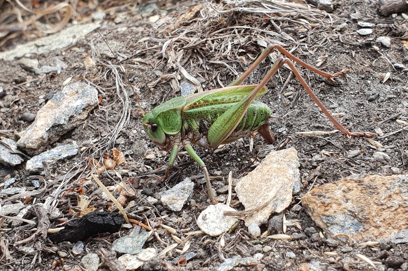 Common Wart-biter (Decticus verrucivorus) © Fraser Simpson