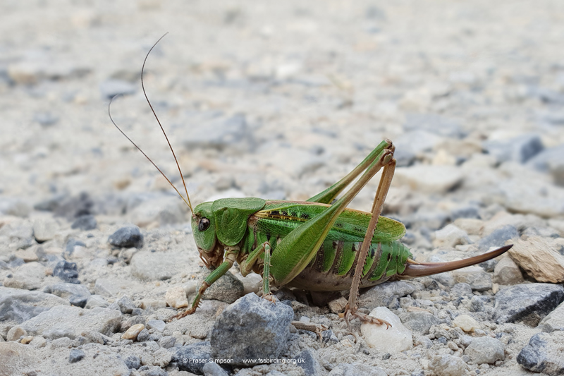 Common Wart-biter (Decticus verrucivorus) © Fraser Simpson