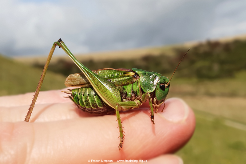 Common Wart-biter (Decticus verrucivorus) © Fraser Simpson