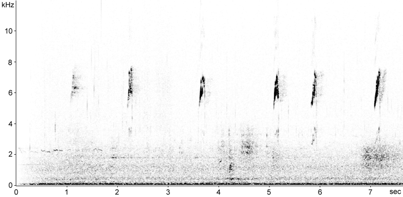Sonogram of Water Pipit calls in flight