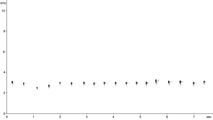 Sonogram of Water Rail courtship calls