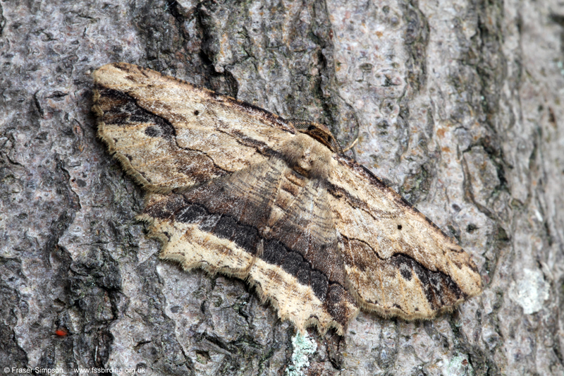Waved Umber�(Menophra abruptaria) � Fraser Simpson
