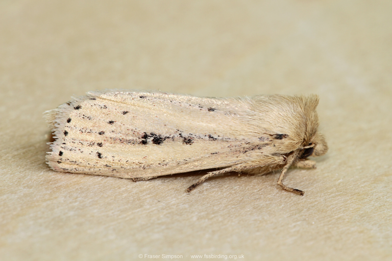 Webb's Wainscot (Globia sparganii) � Fraser Simpson
