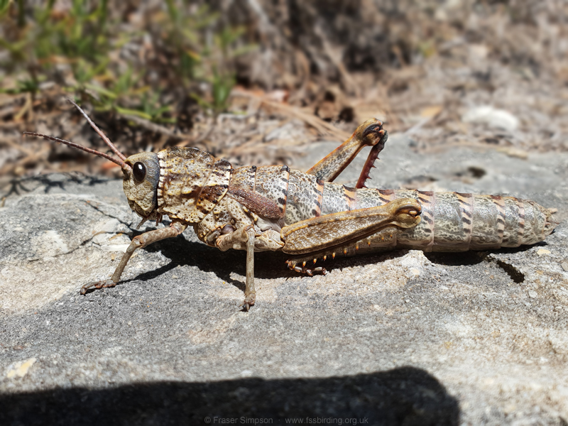 Western Stone Grasshopper (Acinipe hesperica) � Fraser Simpson