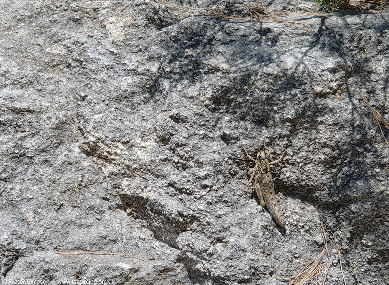 Western Stone Grasshopper (Acinipe hesperica) � Fraser Simpson
