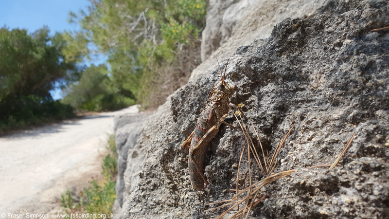 Western Stone Grasshopper (Acinipe hesperica) � Fraser Simpson