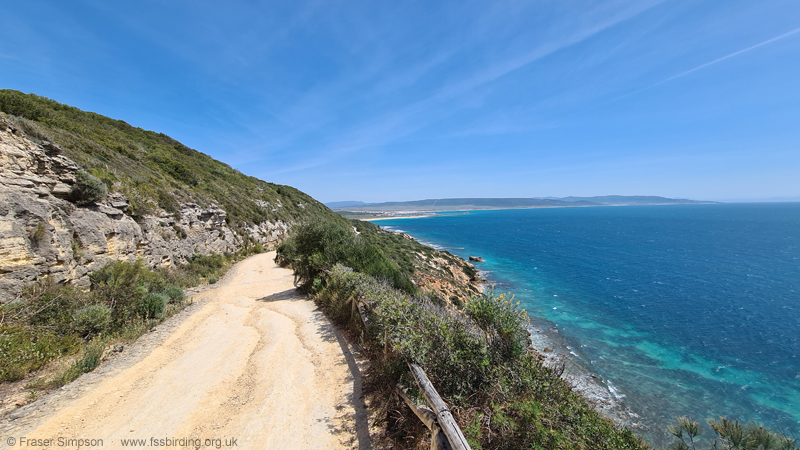 Western Stone Grasshopper (Acinipe hesperica) habitat, La Bre�a de Barbate, Spain � Fraser Simpson