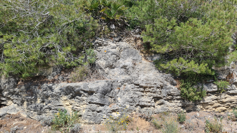 Western Stone Grasshopper (Acinipe hesperica) habitat, La Bre�a de Barbate, Spain � Fraser Simpson