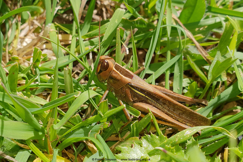 White Banded Grasshopper/Lamenting Grasshopper (Eyprepocnemis plorans) � Fraser Simpson