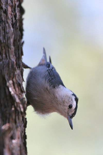 White-breasted Nuthatch �2006 Fraser Simpson