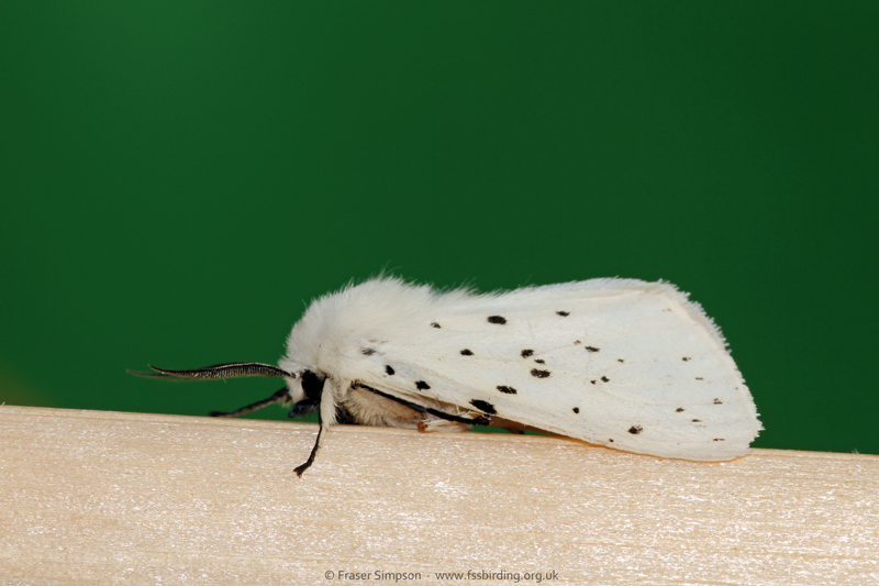 White Ermine (Spilosoma lubricipeda) � Fraser Simpson