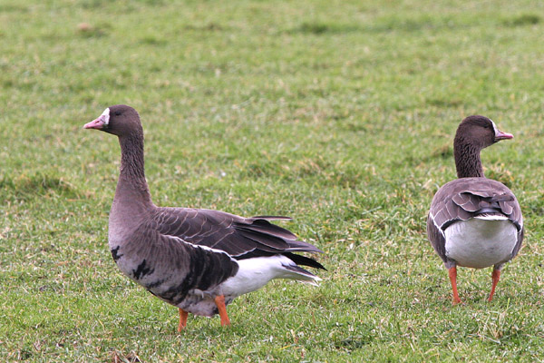 Siberian White-fronted Geese �2005 Fraser Simpson
