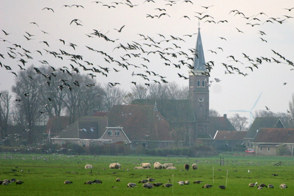 Siberian White-fronted Geese �2005 Fraser Simpson