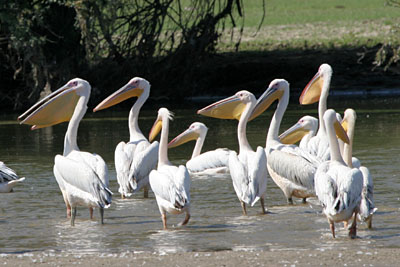 White Pelican, Lake Kerkini � 2005  F. S. Simpson