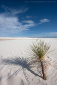 White Sands