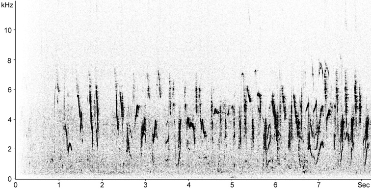Sonogram of White Wagtail song