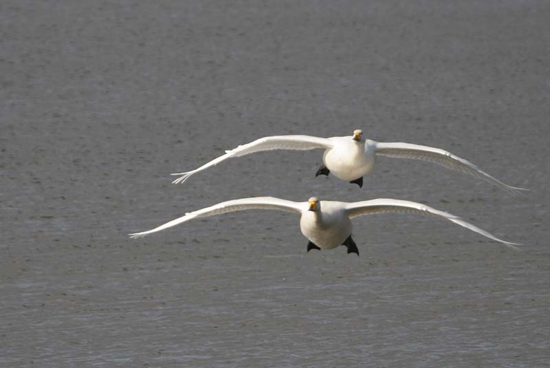 Whooper Swan  � 2005  F. S. Simpson
