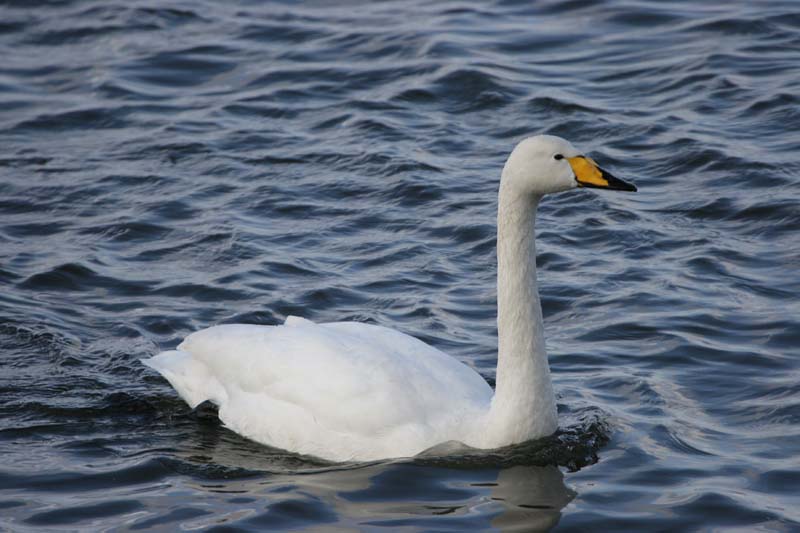 Whooper Swan  � 2005  F. S. Simpson