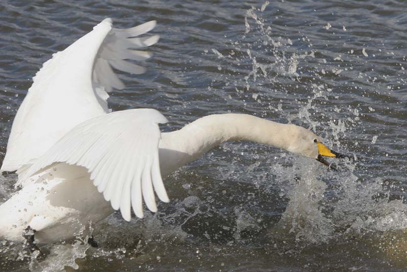 Whooper Swan  � 2005  F. S. Simpson