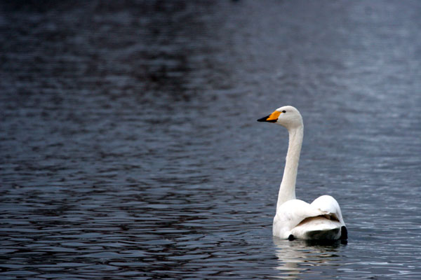 Whooper Swan 2005 Fraser Simpson