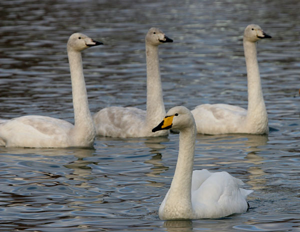 Whooper Swan 2005 Fraser Simpson