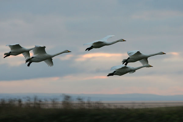 Whooper Swan 2005 Fraser Simpson