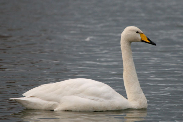 Whooper Swan 2005 Fraser Simpson