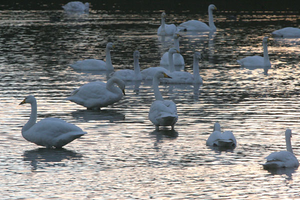 Whooper Swan 2005 Fraser Simpson