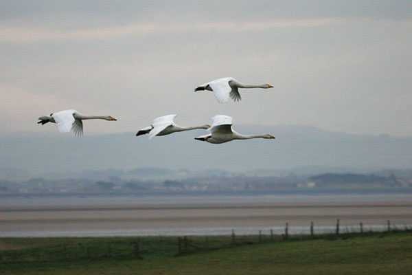 Whooper Swan 2005 Fraser Simpson