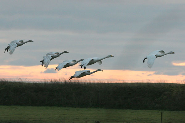 Whooper Swan 2005 Fraser Simpson