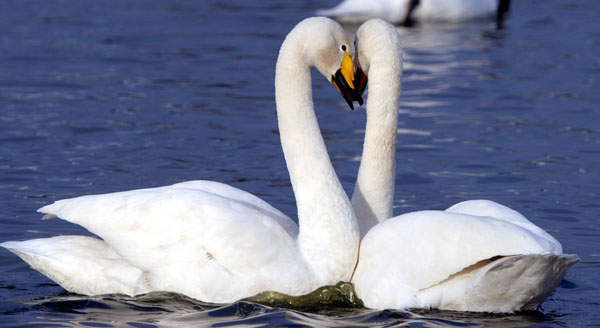 Whooper Swan Pair 2005 Fraser Simpson