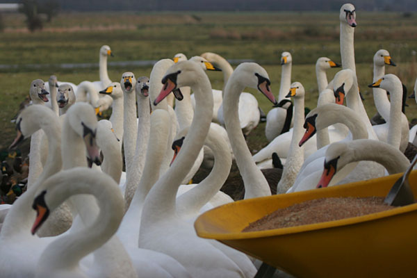Feeding Time 2005 Fraser Simpson