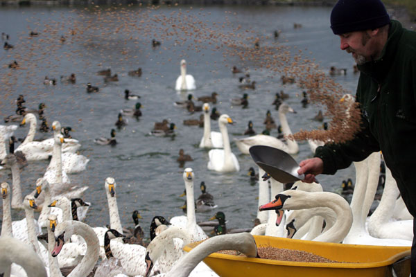 Feeding Time 2005 Fraser Simpson