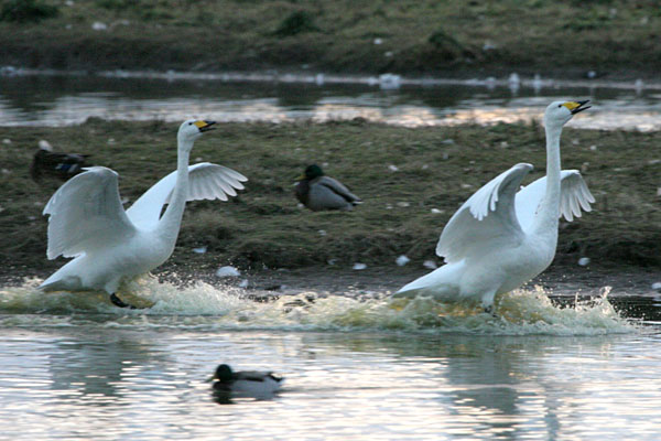 Whooper Swan 2005 Fraser Simpson