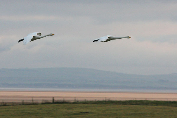 Whooper Swan 2005 Fraser Simpson