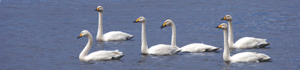 Whooper Swans, Welney WWT �2005 Fraser Simpson