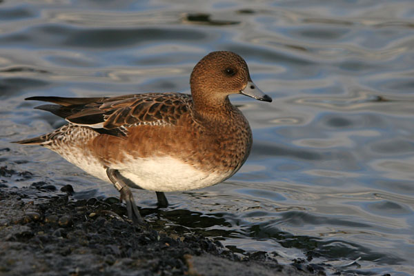 Wigeon (female) 2005 Fraser Simpson