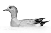 Eurasian Wigeon sketch � Fraser Simpson