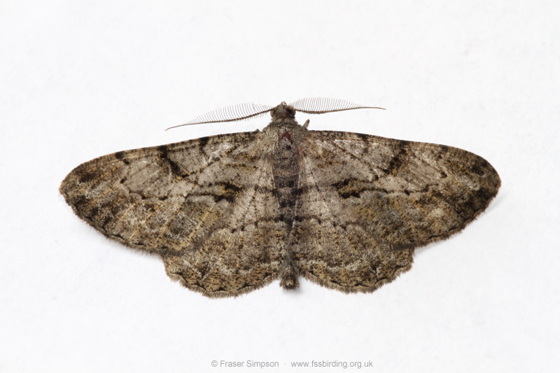 Willow Beauty (Peribatodes rhomboidaria) � Fraser Simpson