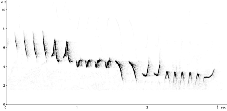 Sonogram of Willow Warbler song