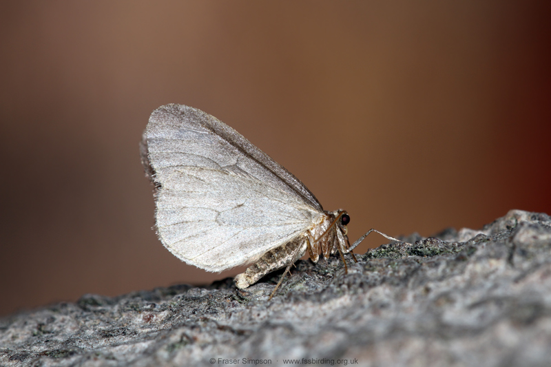 Winter Moth (Operophtera brumata) � Fraser Simpson