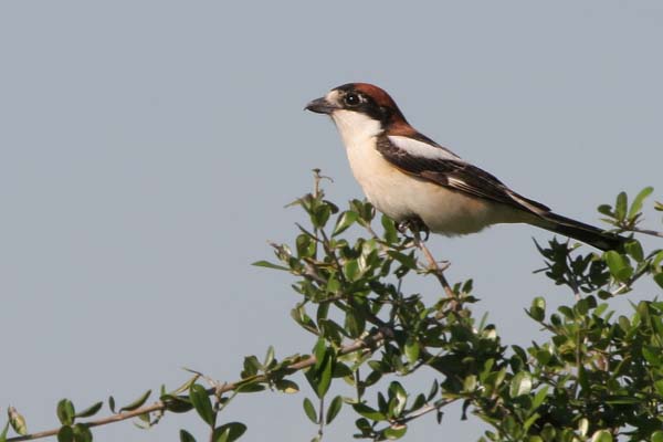 Woodchat Shrike, Sierra de Retin  2005  F. S. Simpson
