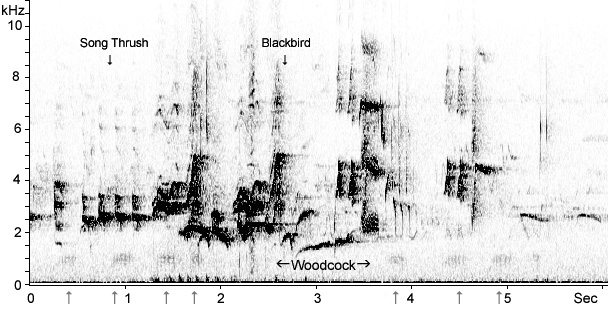 Sonogram of Woodcock flight vocalisations